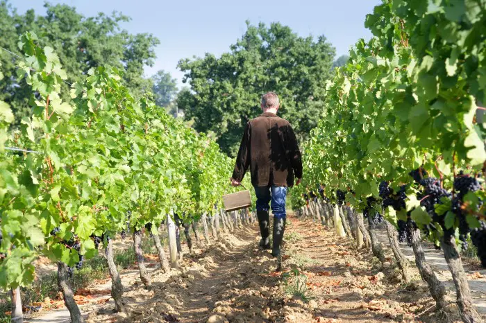 vignobles de la Loire